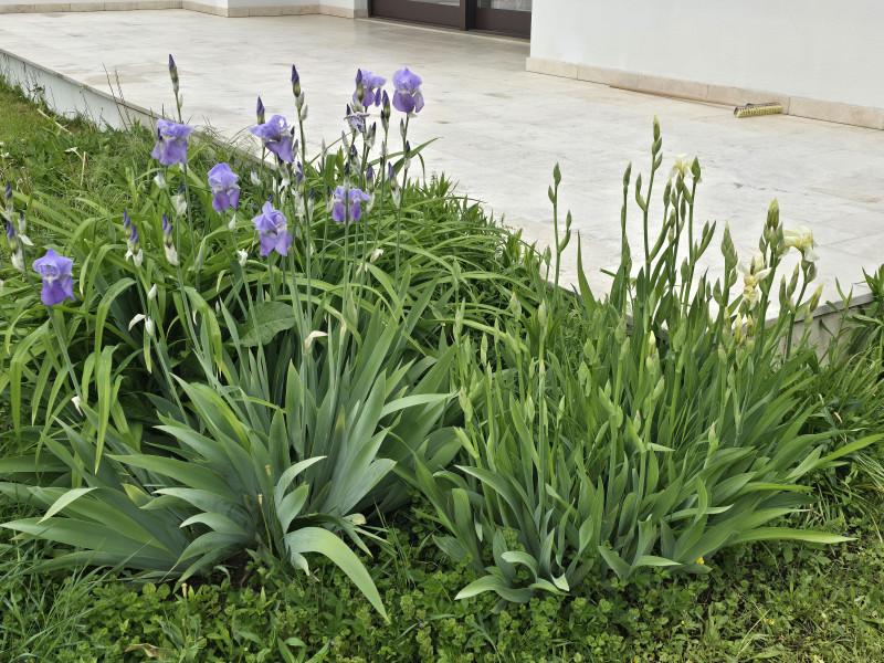 2821 LANZENKIRCHEN/ FÖHRENAU - SOFORT BEZIEHBARER BUNGALOW FÜR GARTENLIEBHABER! – Bild 15